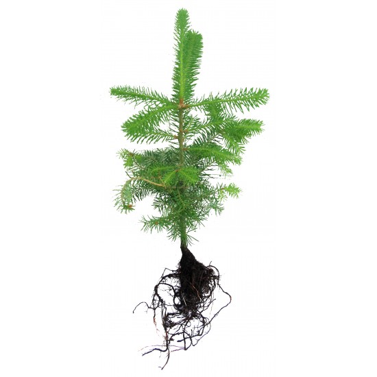 Bare roots fir - Orders of 50 or more